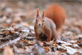 <p>VEVERKA OBECNÁ (Sciurus vulgaris) /Red squirrel - Eichhörnchen/</p>